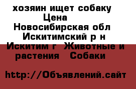 хозяин ищет собаку › Цена ­ 0 - Новосибирская обл., Искитимский р-н, Искитим г. Животные и растения » Собаки   